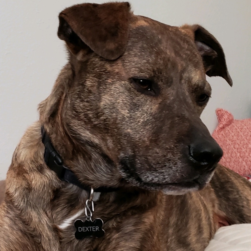 Meet your Posher, Bronwyn